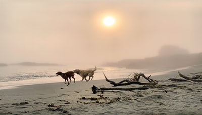 日落时狗在海滩上奔跑
